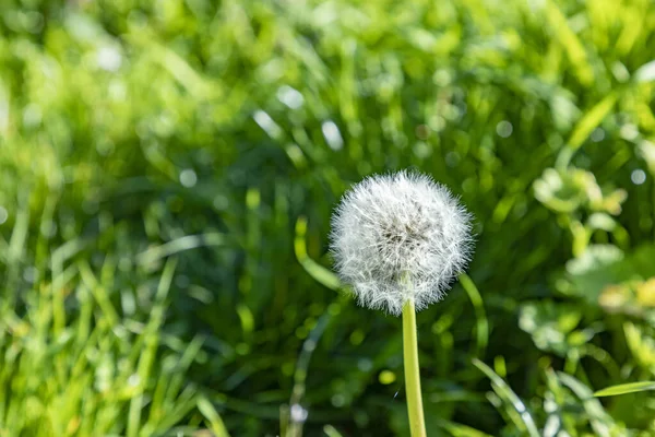 Detalhe Dente Leão Tempo Primavera Prado — Fotografia de Stock