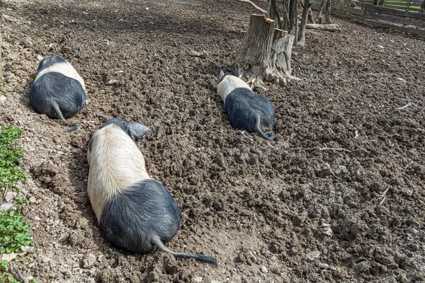 Pig Also Known Angler Sattelschwein Enjoys Mud — Stock Photo, Image