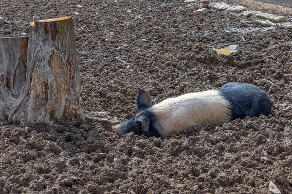Das Auch Als Angler Sattelschwein Bekannte Schwein Genießt Den Matsch — Stockfoto