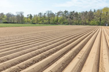 İlkbaharda olgun aspargus tarlası