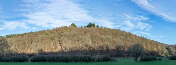 Waldcharakter Frühling Mit Nachmittäglichem Schatten Warmem Licht — Stockfoto