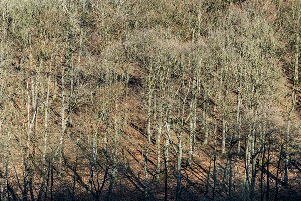 Patrón Bosque Primavera Con Sombra Tarde Luz Cálida —  Fotos de Stock