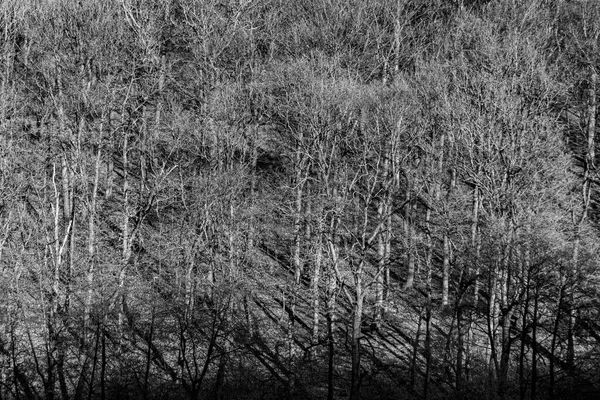 Waldcharakter Frühling Mit Nachmittäglichem Schatten Warmem Licht — Stockfoto