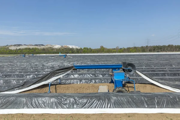 Oogstmachine Het Aspergeveld Witte Heerlijke Witte Asperges Oogsten — Stockfoto