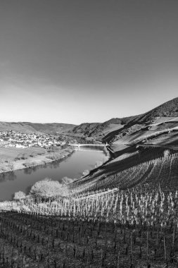 Manzaralı Moselle nehir döngüsü. Almanya, Leiwen 'den Trittenheim köyü görüldü.