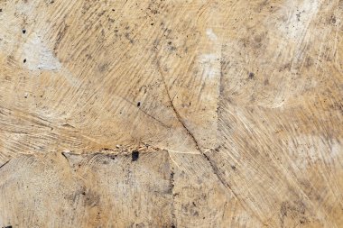 Ayrıntılı olarak kesilmiş ağaç detaylarıyla yıllık halkalar