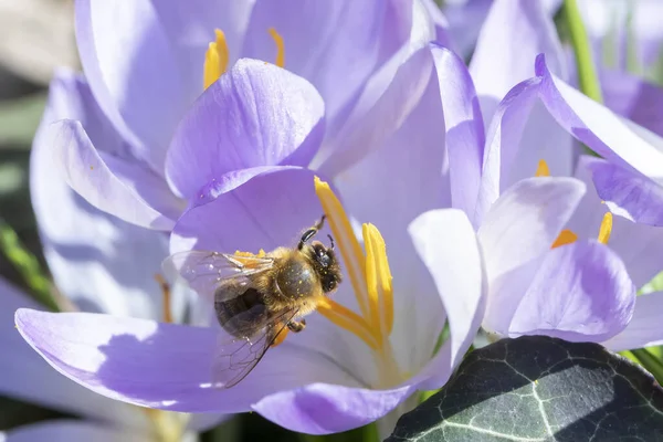 Pszczoła Poszukująca Pyłku Roślinie Krokusa Wiosną — Zdjęcie stockowe
