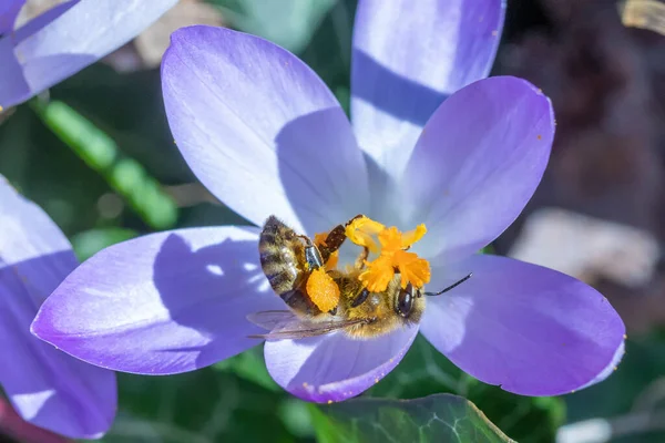 蜂は春にクロッカス植物で花粉を探し — ストック写真