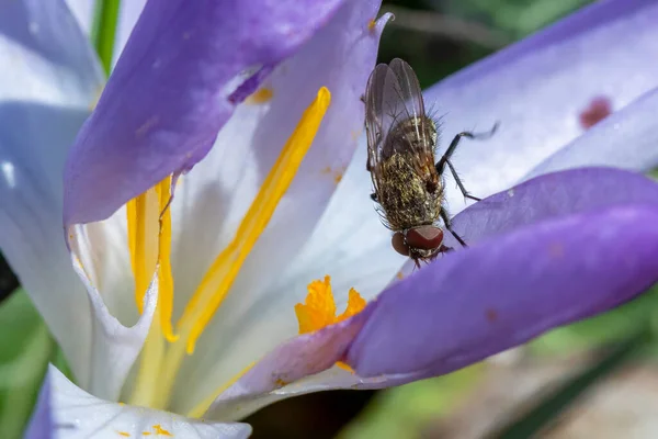 蜂は春にクロッカス植物で花粉を探し — ストック写真