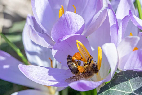 Pszczoła Poszukująca Pyłku Roślinie Krokusa Wiosną — Zdjęcie stockowe