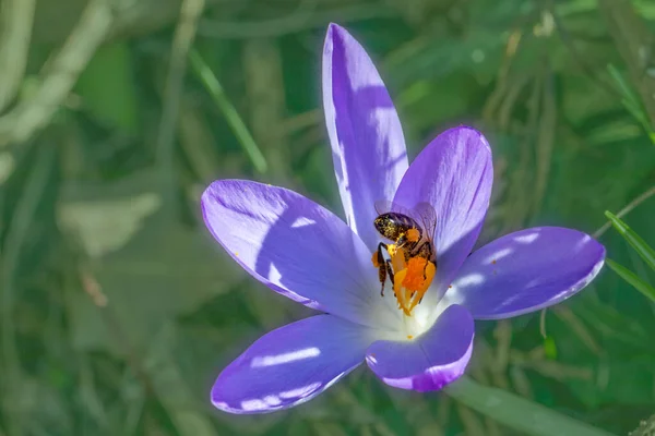 Μέλισσα Ψάχνει Για Γύρη Ένα Φυτό Κρόκος Την Άνοιξη — Φωτογραφία Αρχείου