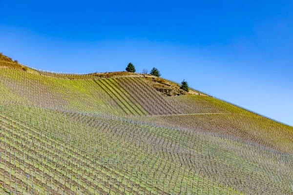 Detail Vineyard Spring Mosel Valley — Stock Photo, Image