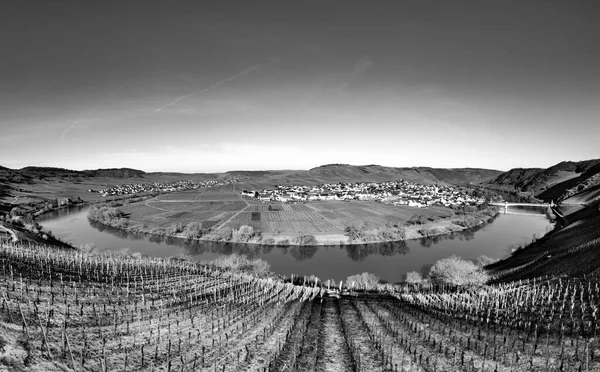 Scenico Anello Del Fiume Mosella Con Villaggio Trittenheim Visto Leiwen — Foto Stock