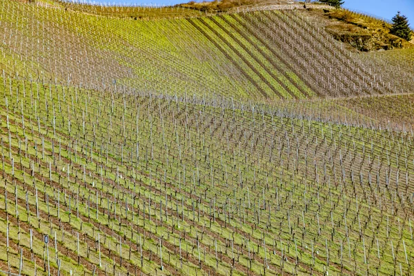 Detail Vineyard Spring Mosel Valley — Stock Photo, Image