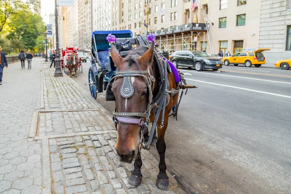 Nova Iorque Eua Outubro 2015 Carruagem Cavalo Parque Central Espera — Fotografia de Stock