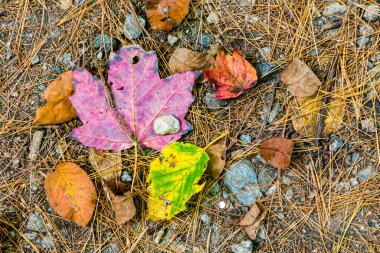 Hint yaz renkleriyle ormandaki doğal yapraklar