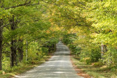 Newfane, ABD yakınlarındaki yeşil ormanda yol