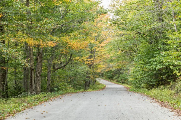 アメリカのストラットン近くの緑の森の中の道路 — ストック写真