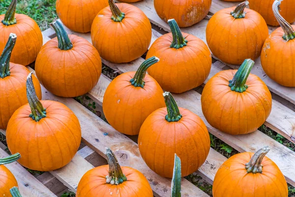 Pumkins Fila Una Fattoria Del Vermont — Foto Stock