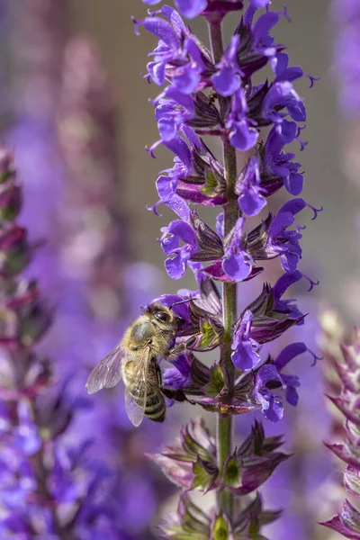 蜜を探している蜂のいる紫色のラベンダーの植物の詳細 — ストック写真