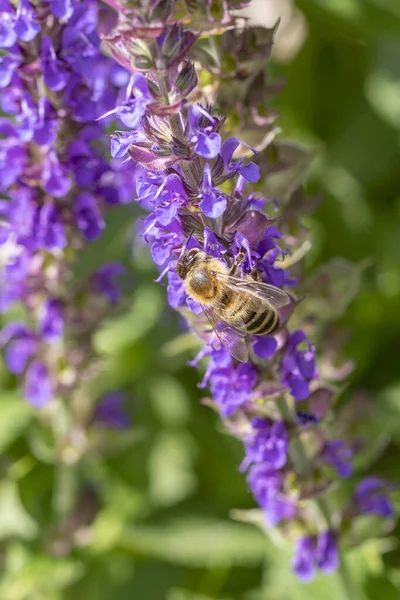 Arı Nektarı Arayan Mor Çiçekli Lavanta Bitkisinin Ayrıntıları — Stok fotoğraf
