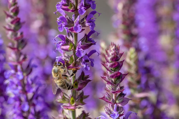 Detalhe Planta Lavanda Florescente Violeta Com Abelha Procura Néctar — Fotografia de Stock