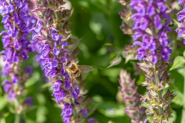 蜜を探している蜂のいる紫色のラベンダーの植物の詳細 — ストック写真