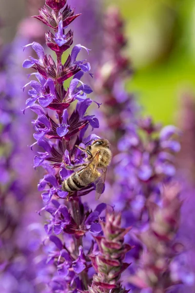 Szczegóły Fioletowo Kwitnącej Rośliny Lawendy Pszczołą Poszukującą Nektaru — Zdjęcie stockowe