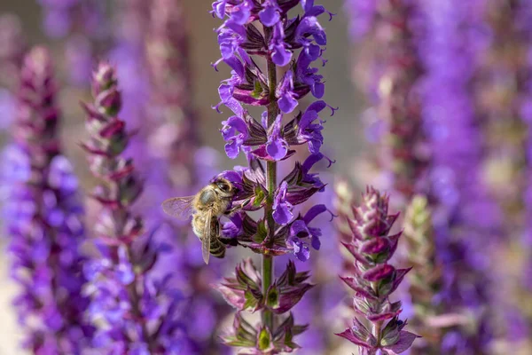 Dettaglio Della Pianta Lavanda Viola Fiore Con Api Cerca Nettare — Foto Stock