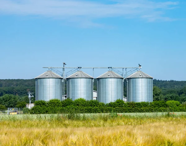 Silo Champ Pour Maïs Sous Ciel Bleu Comme Symbole Pour — Photo