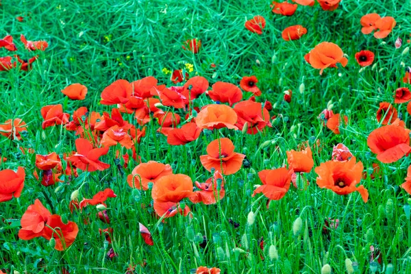 Detail Red Poppy Flower Growing Field — Stock Photo, Image