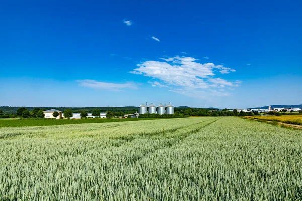 Silo Champ Pour Maïs Sous Ciel Bleu Comme Symbole Pour — Photo