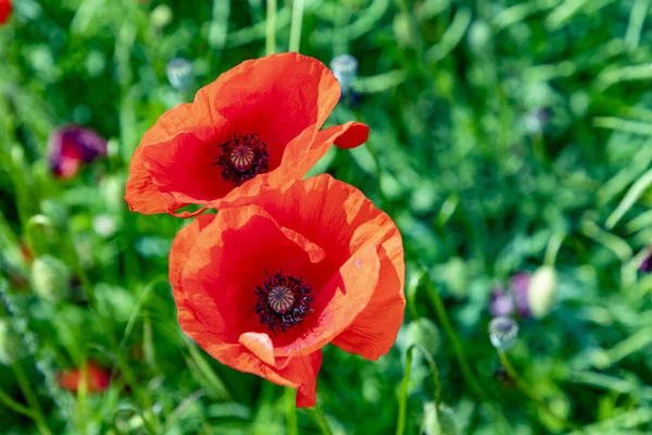 畑で育った赤いケシの花の詳細 — ストック写真