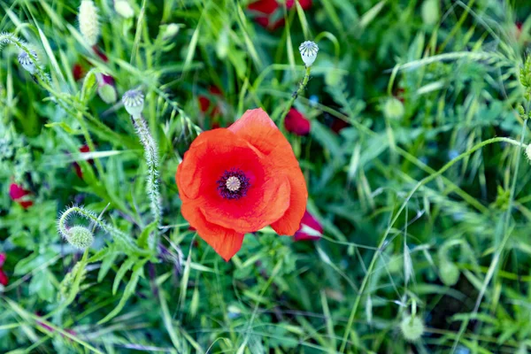 Detalj Röd Vallmo Blomma Som Växer Fältet — Stockfoto