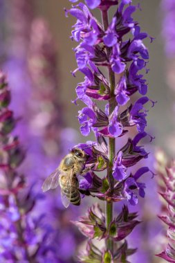 Arı nektarı arayan mor çiçekli lavanta bitkisinin ayrıntıları
