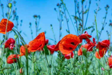 Mavi gökyüzünün altında kırmızı gelincik çiçeğinin ayrıntıları
