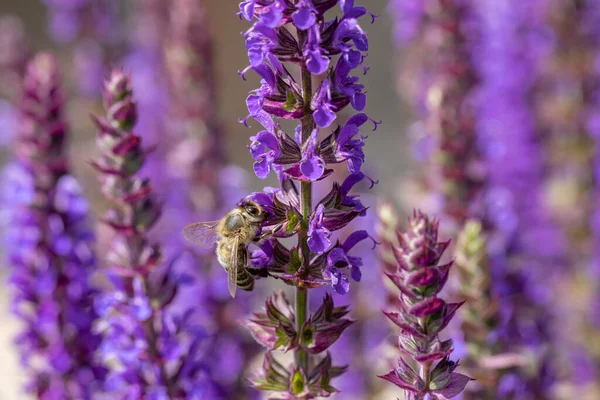 Részlet Lila Virágzó Levendula Növény Méhecske Keres Nektár — Stock Fotó