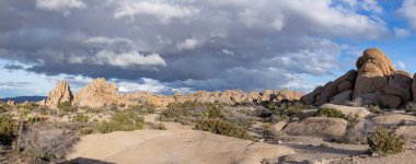 Joshua Tree Ulusal Parkı 'ndaki Joshua ağacı manzarası.