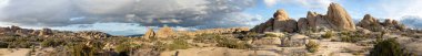 Joshua Tree Ulusal Parkı 'ndaki Joshua ağacı manzarası.