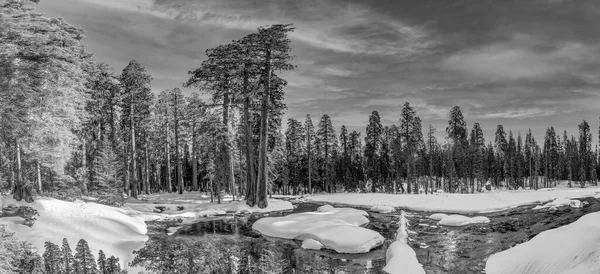 Vackra Gamla Sequoia Träd Blå Himmel — Stockfoto