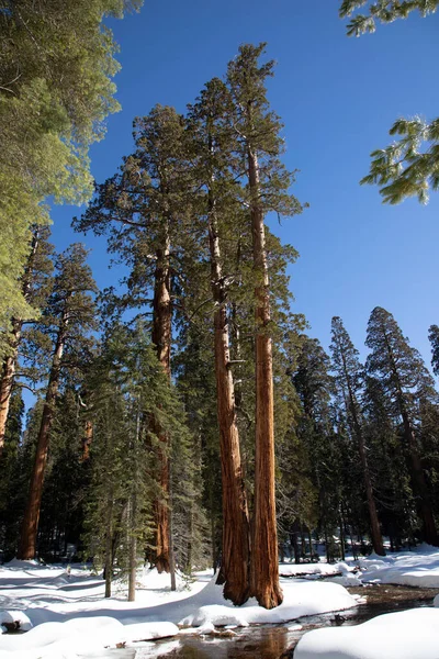 Mooie Oude Sequoia Bomen Onder Blauwe Hemel Met Kleine Kreek — Stockfoto