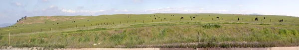 Panoramiczny Widok Łąkę Wypasanymi Krowami Usa — Zdjęcie stockowe