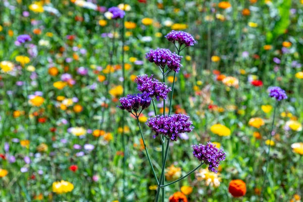 自然界美丽的多彩的野花草甸 — 图库照片