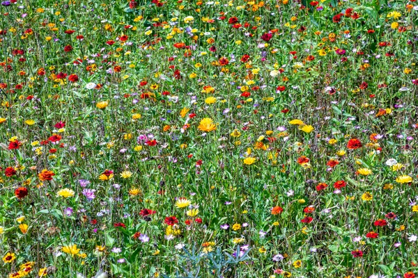 Belo Prado Flores Silvestres Multi Colorido Natureza — Fotografia de Stock