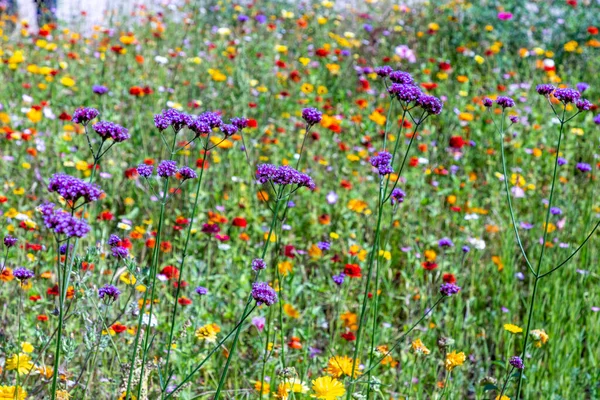Gyönyörű Sokszínű Vad Virág Rét Természetben — Stock Fotó