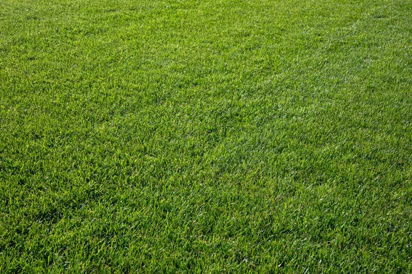 Detail Grass Soccer Field Germany — Stock Photo, Image
