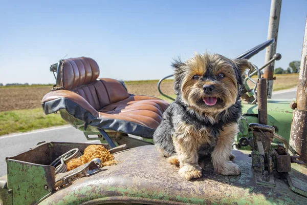 Lindo Perro Terrier Sentado Viejo Tractor Zona Rural Wiesbaden Alemania —  Fotos de Stock