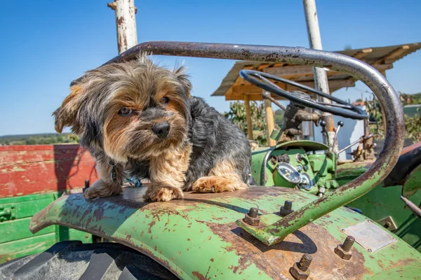 Lindo Perro Terrier Sentado Viejo Tractor Zona Rural Wiesbaden Alemania —  Fotos de Stock