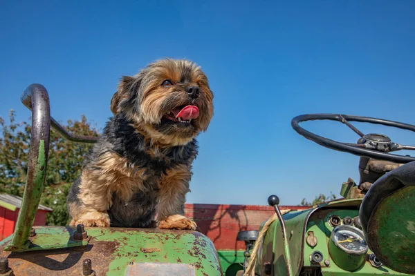 Милый Терьер Собака Сидит Старом Тракторе Сельской Местности Висбадене Германия — стоковое фото