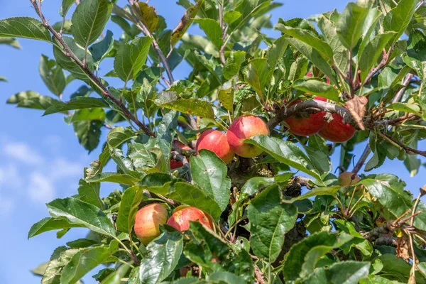 Reifer Apfel Hängt Apfelbaum Mit Blauem Himmel Hintergrund — Stockfoto